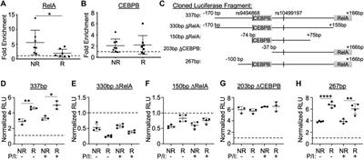 Systemic lupus erythematosus variants modulate the function of an enhancer upstream of TNFAIP3